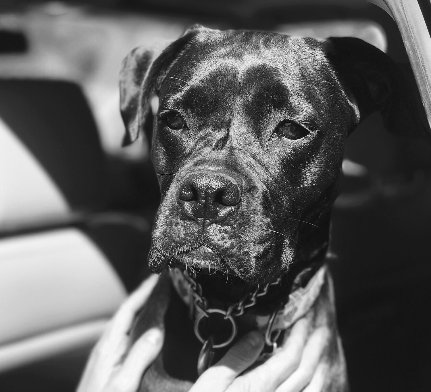 Pic of the Litter: Leena Jo